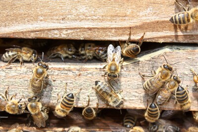 Bienen