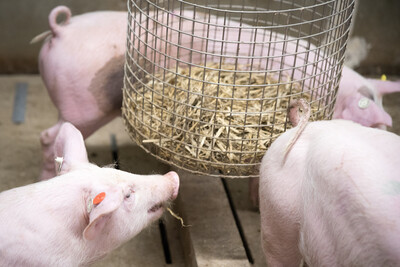 Schweine in der LWK-Versuchsstation Wehnen