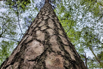 Wald Details Talente gesucht