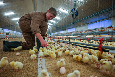 Tierwirt*in Geflügelhaltung