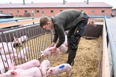 Tierwirt Schweinehaltung