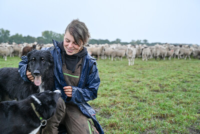 Arbeit mit Hütehunden