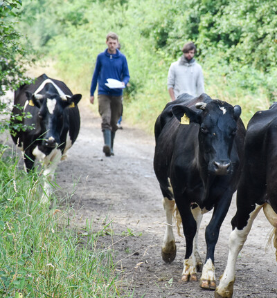 Kühe auf dem Weg zur Weide