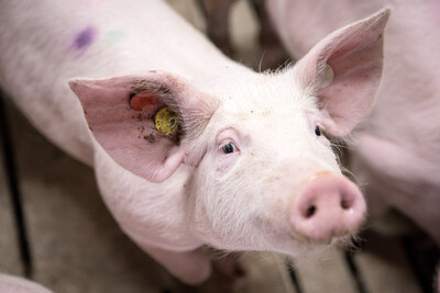 Schweine in der LWK-Versuchsstation Wehnen