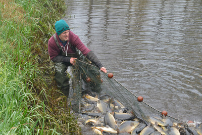 Fische einfangen