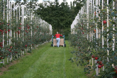 Talente gesucht Relaunch - Obstbau