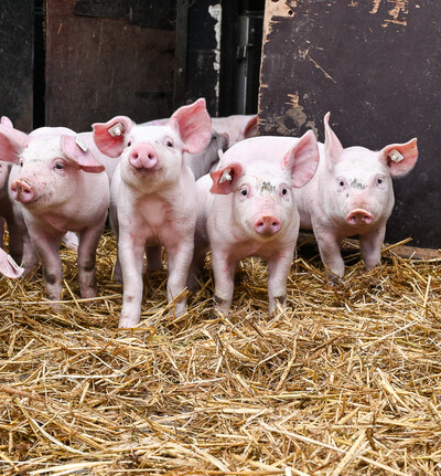 Tierwirt Schweinehaltung