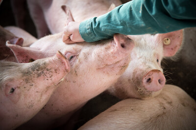 Schweine in der LWK-Versuchsstation Wehnen