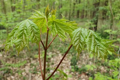 Wald Details Talente gesucht