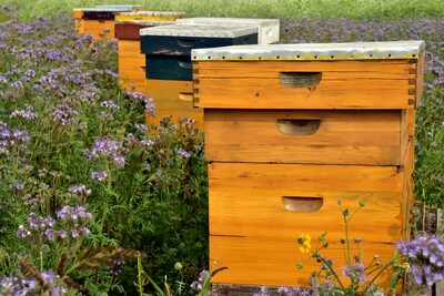 Bienenstöcke