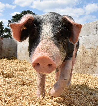 Mastschwein in Outdoor Haltung